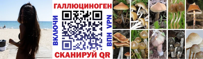 купить наркотик  Россошь  Галлюциногенные грибы GOLDEN TEACHER 